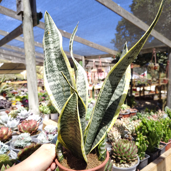Sansevieria Superba  4