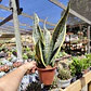 Sansevieria Superba  - Miniatura 5
