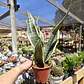 Sansevieria Superba  - Miniatura 6