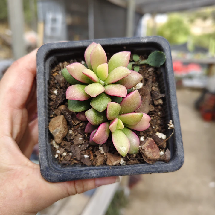 Anacampseros Rufescens 