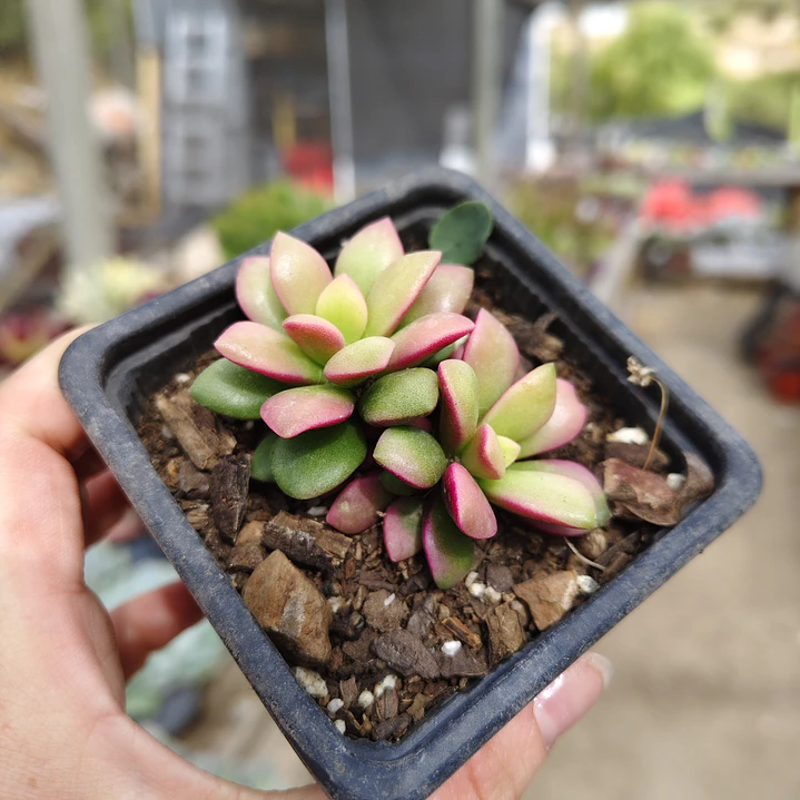 Anacampseros Rufescens 