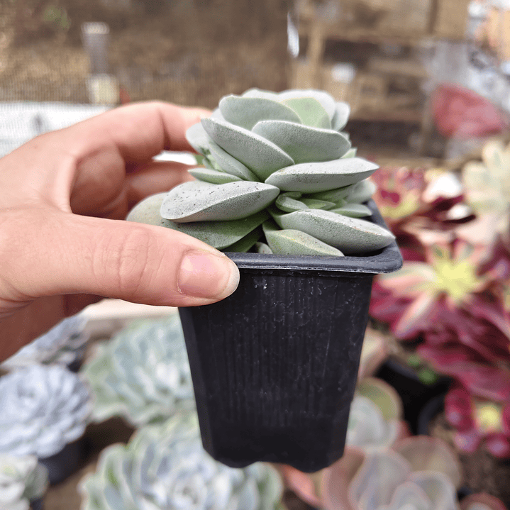 Crassula Morgan's Beauty 2