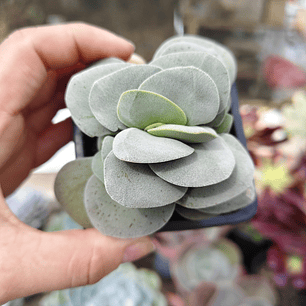 Crassula Morgan's Beauty