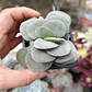 Crassula Morgan's Beauty - Miniatura 1