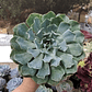 Echeveria Cielo  - Miniatura 2
