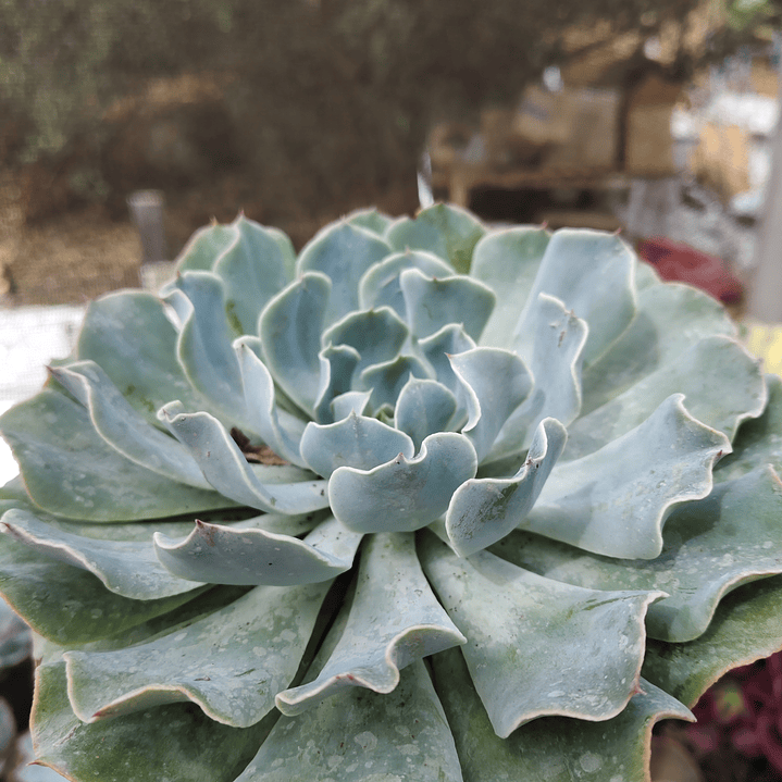 Echeveria Cielo  3