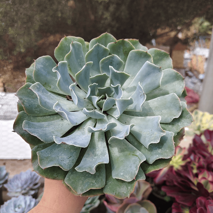 Echeveria Cielo  1
