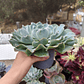 Echeveria Cielo  - Miniatura 4