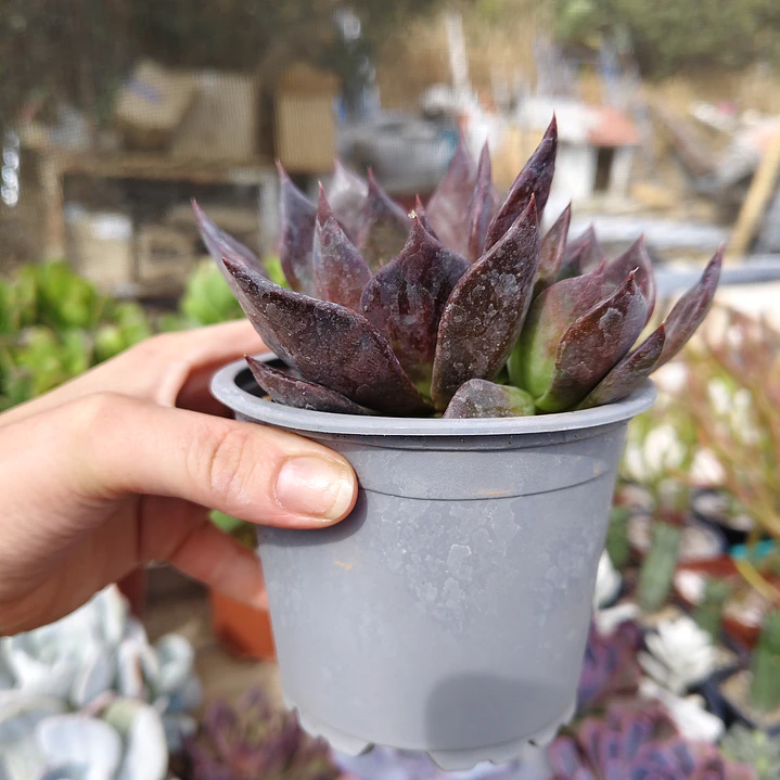 Echeveria Black Prince  2