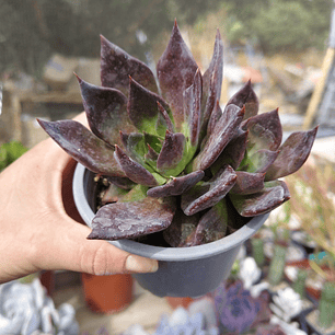 Echeveria Black Prince 