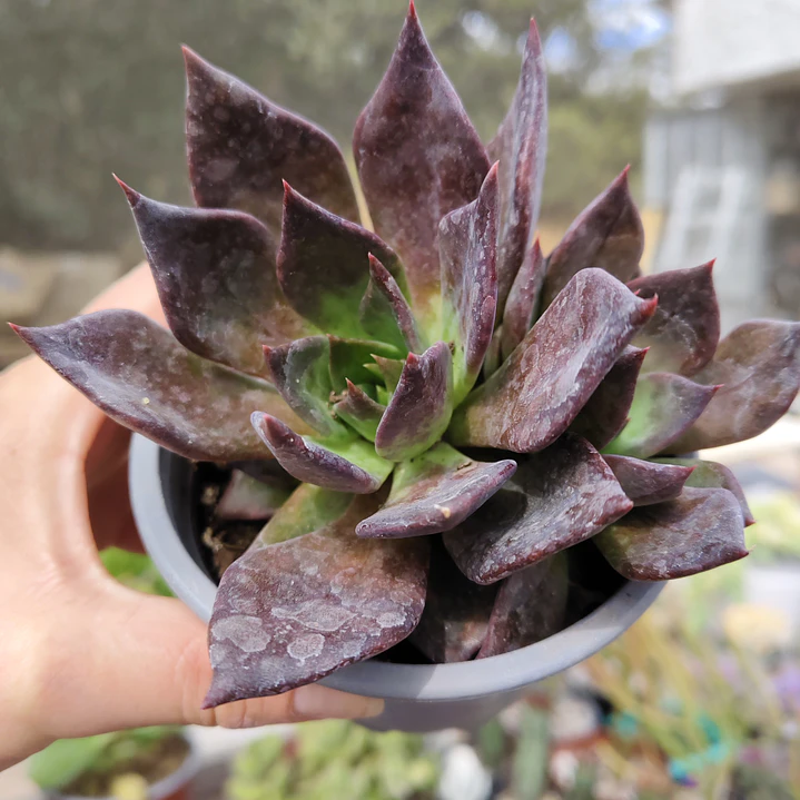 Echeveria Black Prince  3