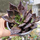 Echeveria Black Prince  - Miniatura 3