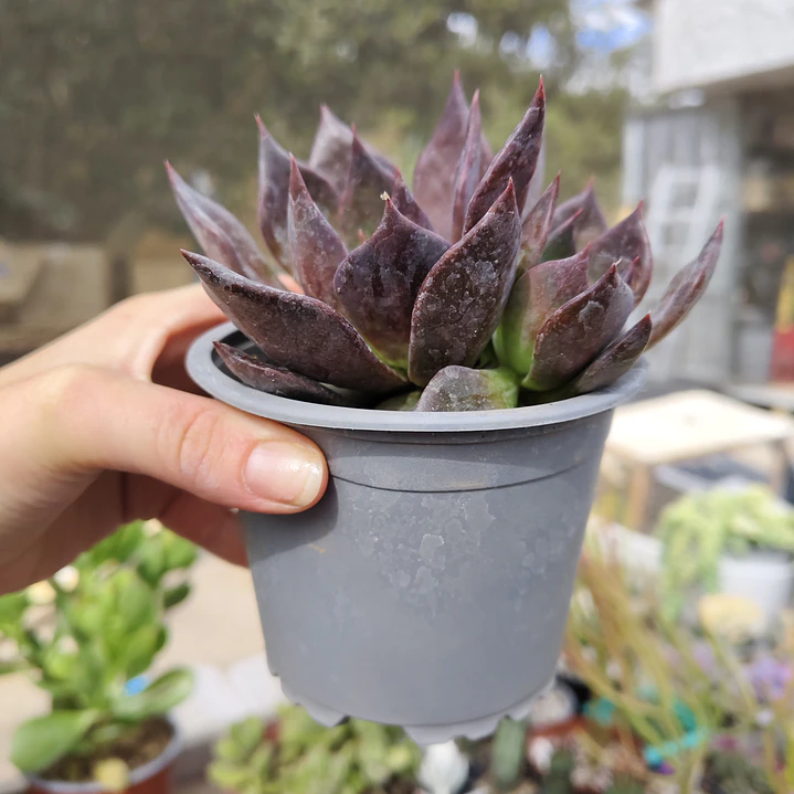 Echeveria Black Prince  4