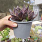 Echeveria Black Prince  - Miniatura 4