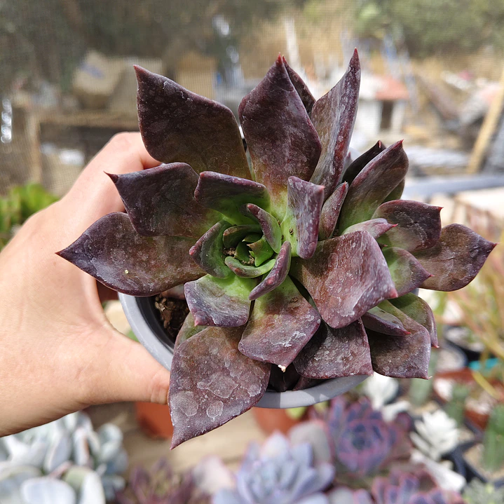 Echeveria Black Prince  5
