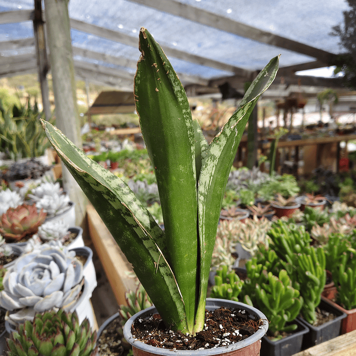 Sansevieria Whitney  3