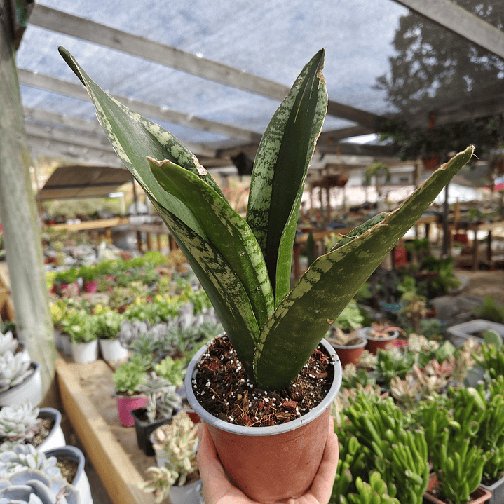 Sansevieria Whitney  2