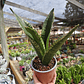 Sansevieria Whitney  - Miniatura 2