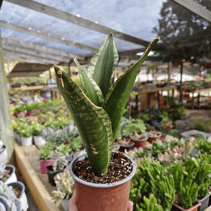 Sansevieria Whitney  1