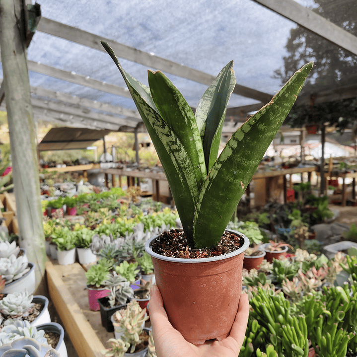 Sansevieria Whitney  4