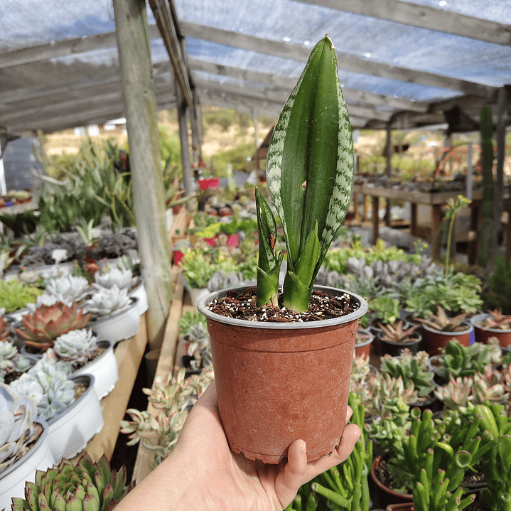 Sansevieria Whitney  5
