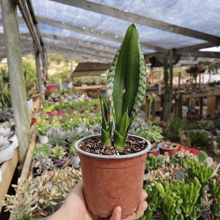 Sansevieria Whitney  6
