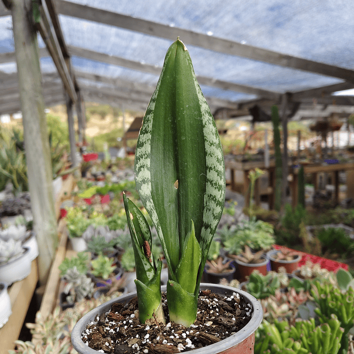 Sansevieria Whitney  7