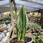 Sansevieria Whitney  - Miniatura 8
