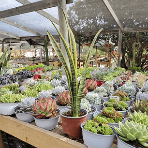 Sansevieria Laurentiis 