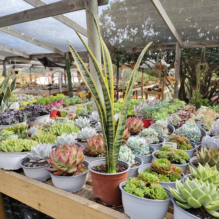 Sansevieria Laurentiis  1