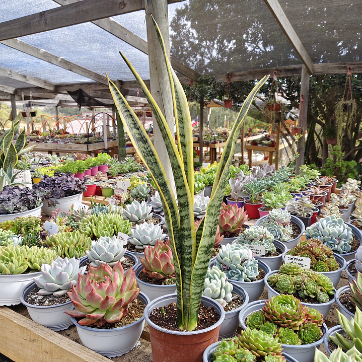 Sansevieria Laurentiis  2