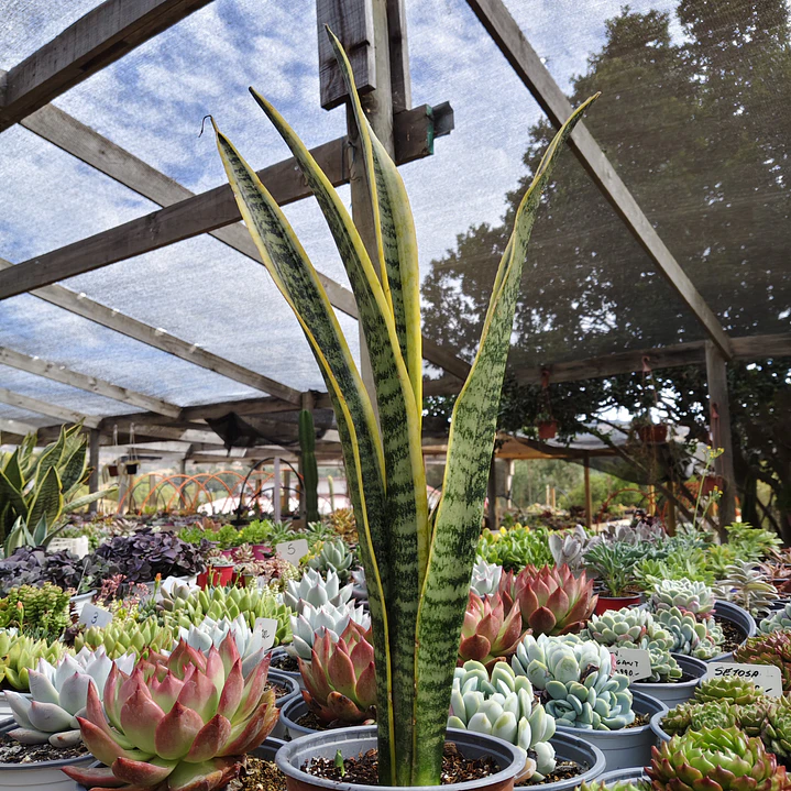 Sansevieria Laurentiis  3