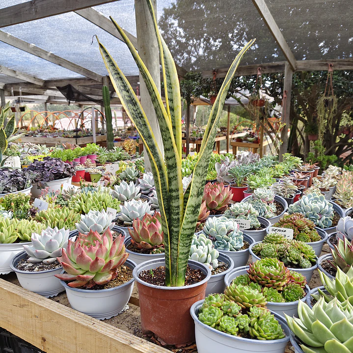 Sansevieria Laurentiis  4