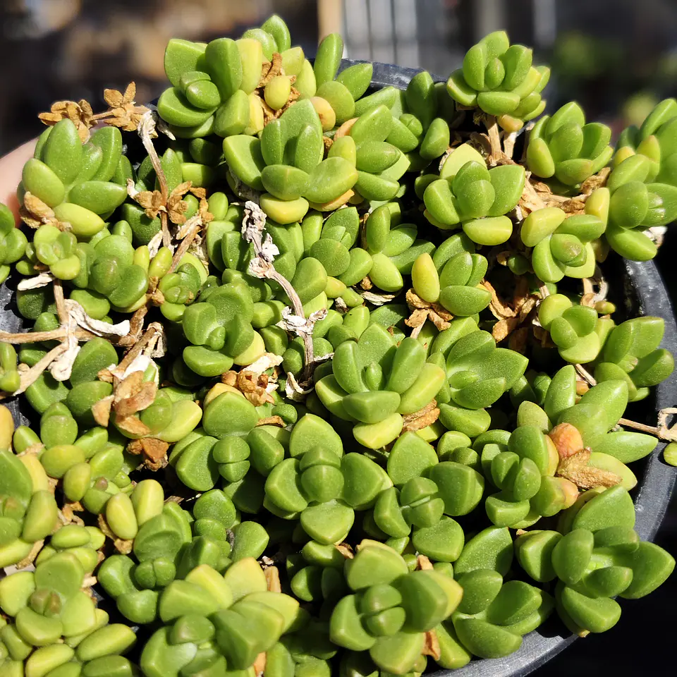 Delosperma Nubigenum  1