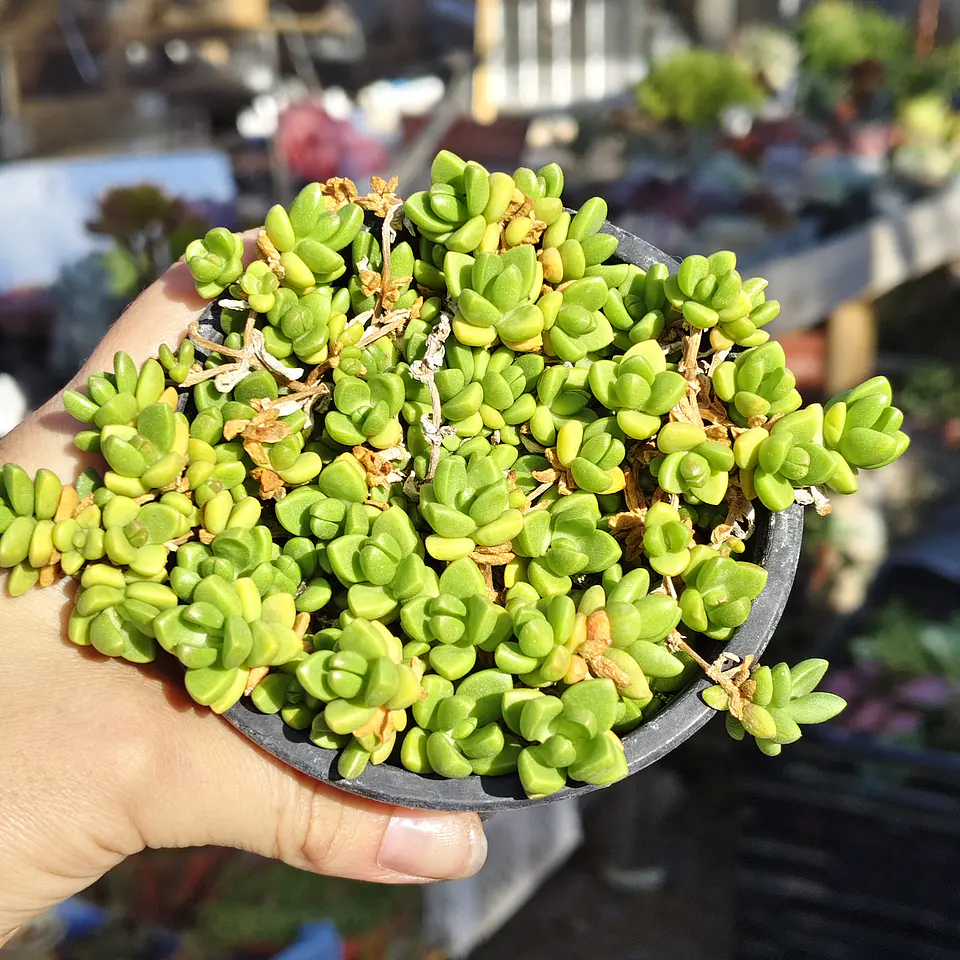 Delosperma Nubigenum  2