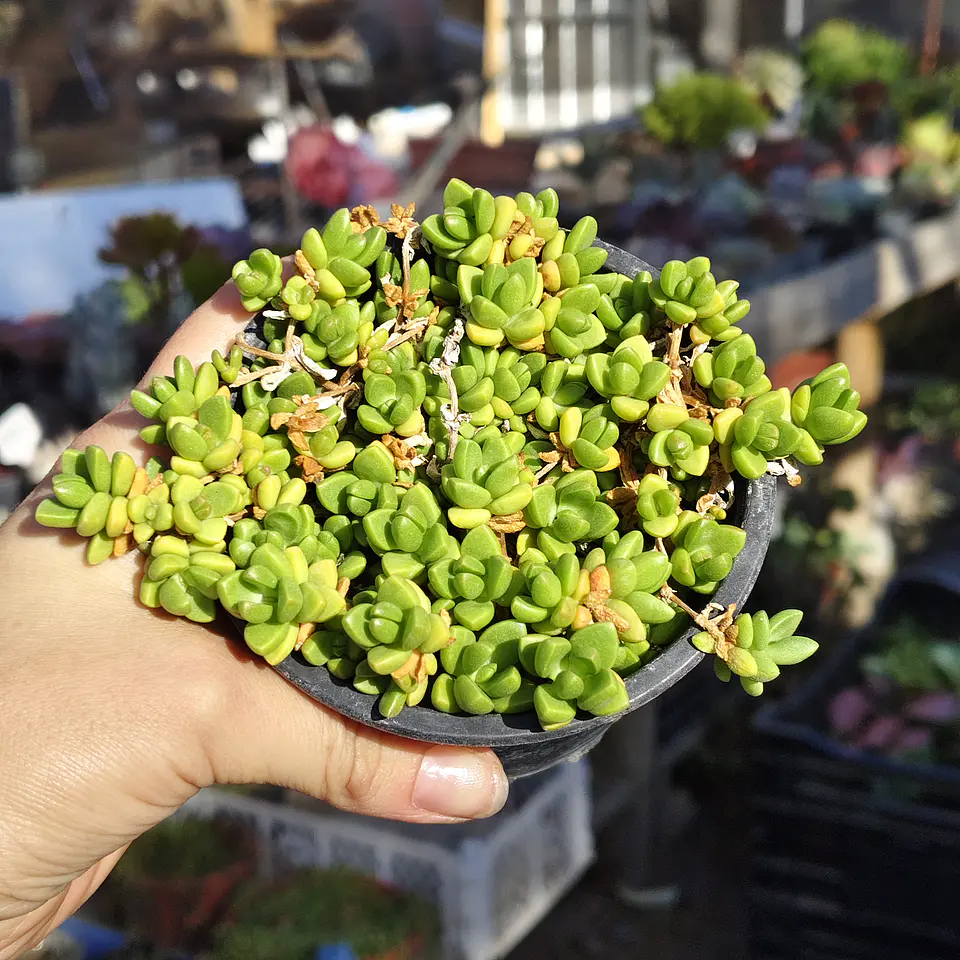 Delosperma Nubigenum  3