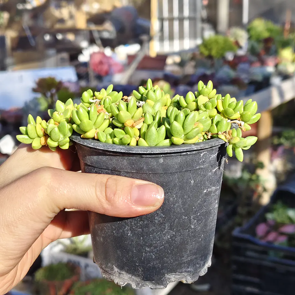 Delosperma Nubigenum  4