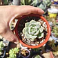 Graptoveria titubans - Miniatura 3