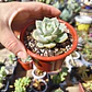 Graptoveria titubans - Miniatura 1