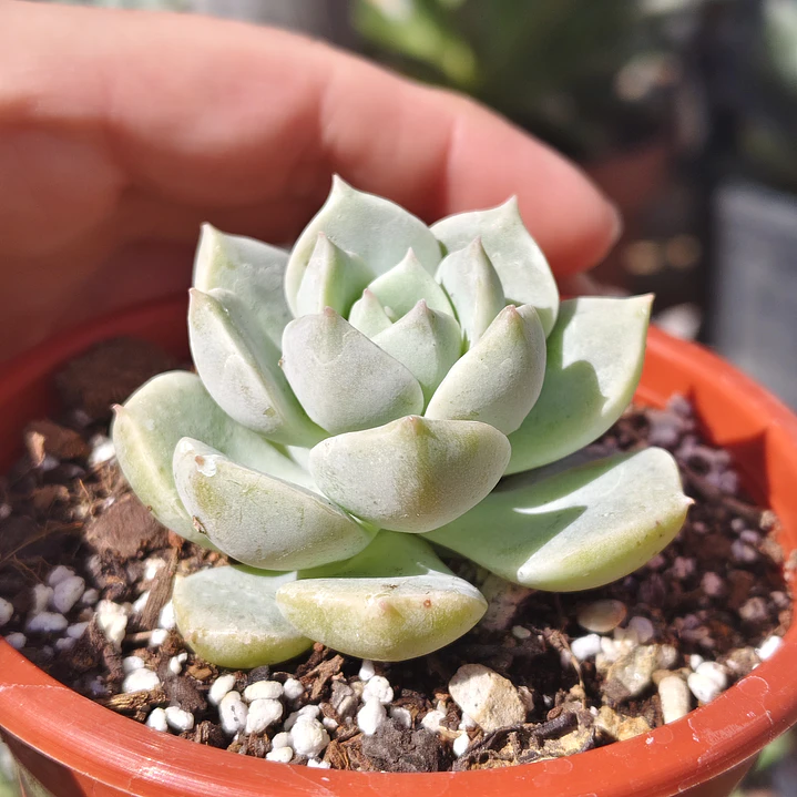 Graptoveria titubans 2