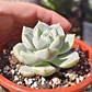 Graptoveria titubans - Miniatura 2