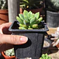 Graptoveria Apricot Dreams - Miniatura 2