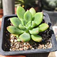 Graptoveria Apricot Dreams - Miniatura 1