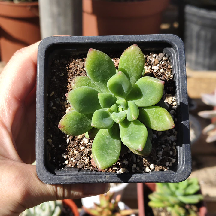 Graptoveria Apricot Dreams 3