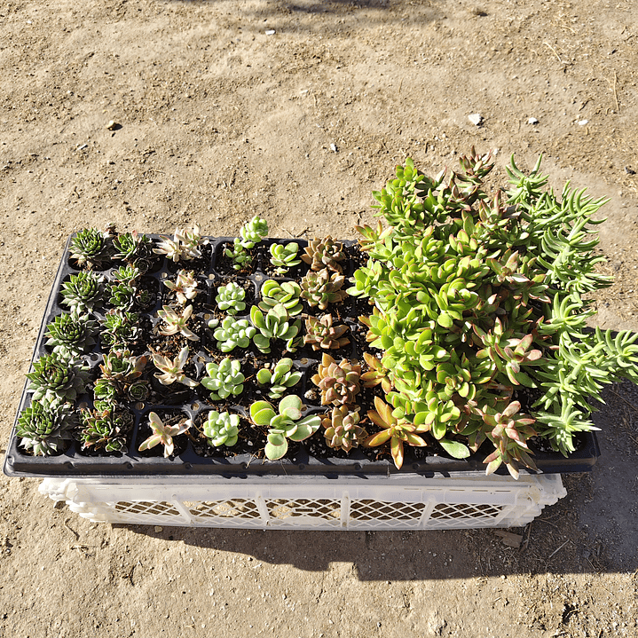 Bandeja 50 suculentas (enraizadas) 1
