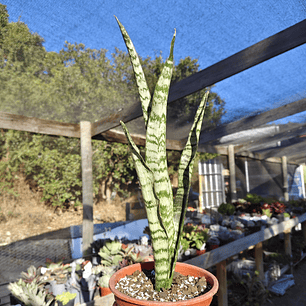 Sansevieria Zeylanica 