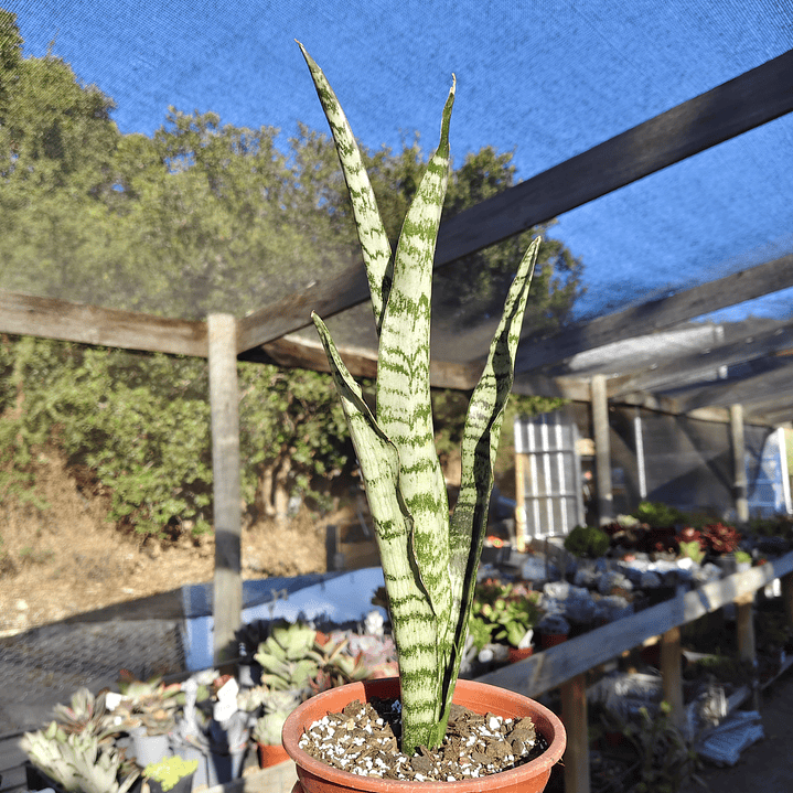 Sansevieria Zeylanica  1