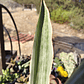 Sansevieria Siam Silver  - Miniatura 2