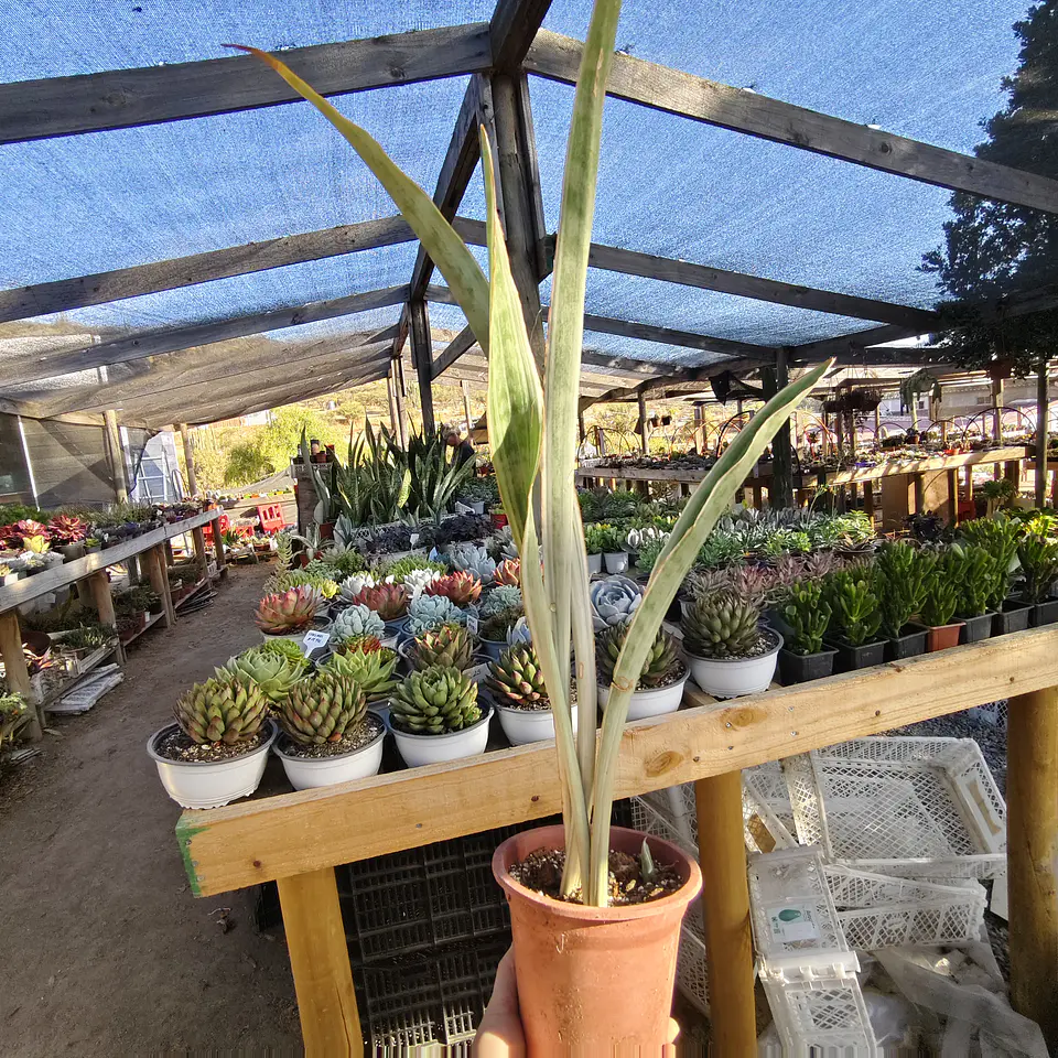 Sansevieria Siam Silver  3
