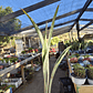 Sansevieria Siam Silver  - Miniatura 5
